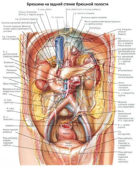 Periton