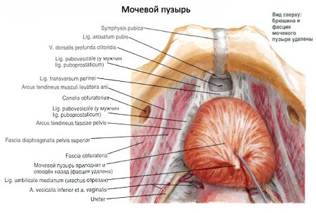 İdrar kesesi (vesica urinaria)